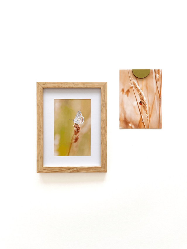 Carte postale photographie #4 Papillon