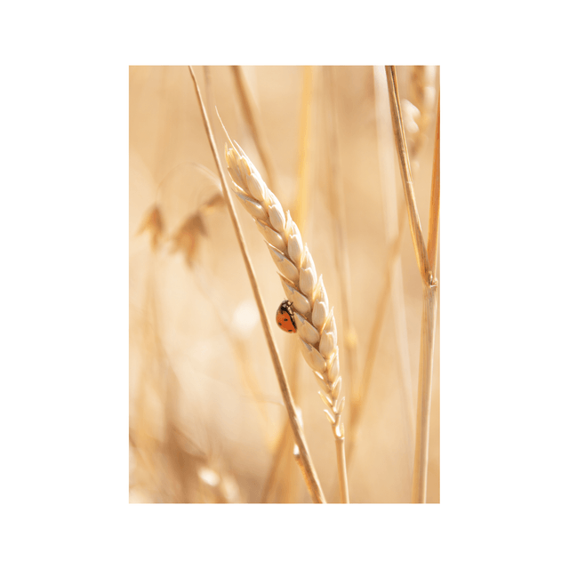 Carte postale photographie #2 Coccinelle