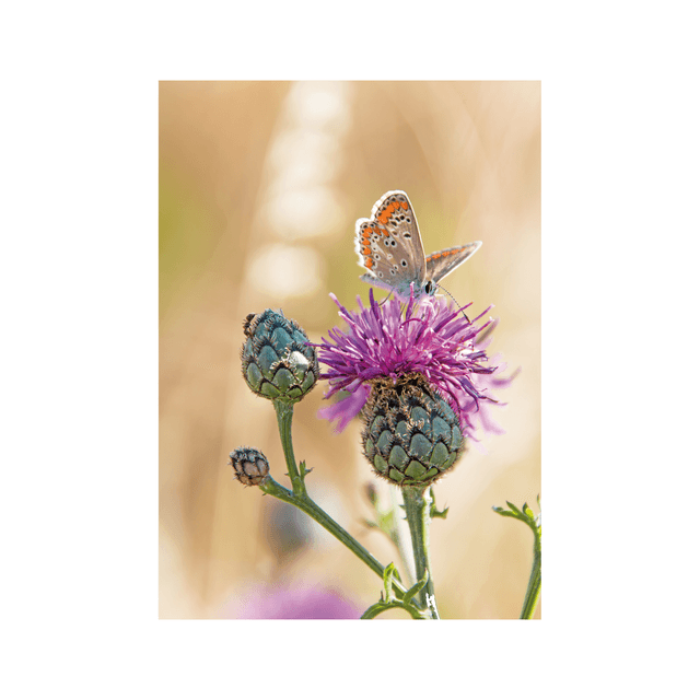 Carte postale photographie #5 Papillon