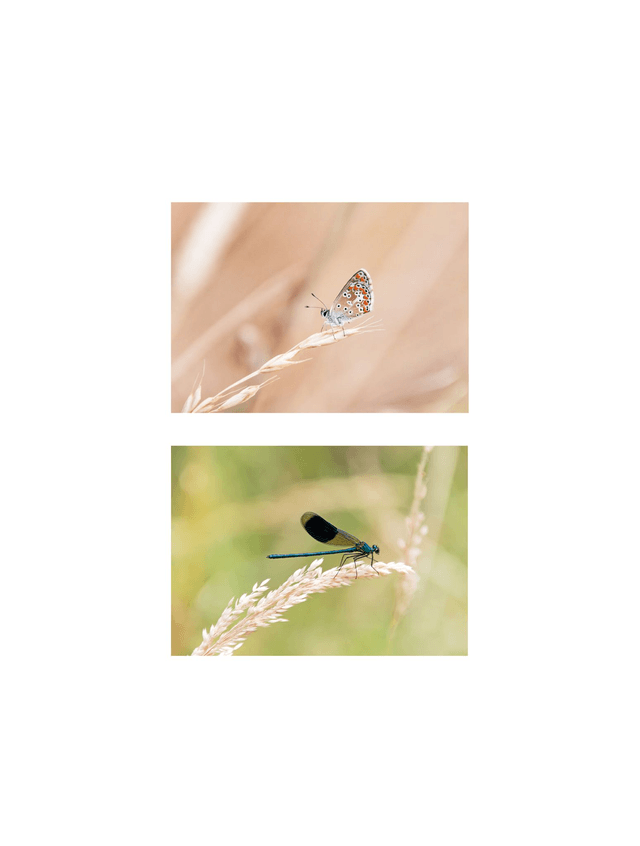 Carte postale photographie #7 Demoiselle