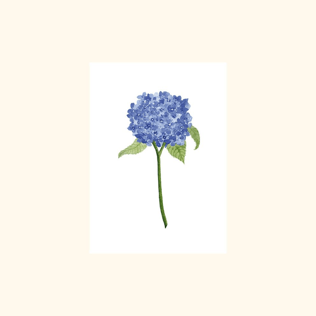Affiche aquarelle A5 - Hortensia bleu 