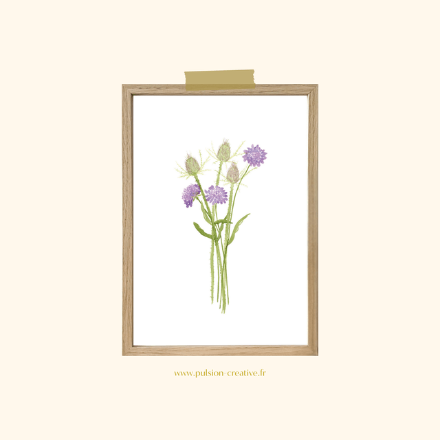 Affiche aquarelle A4 - SCABIEUSES & CARDÈRES