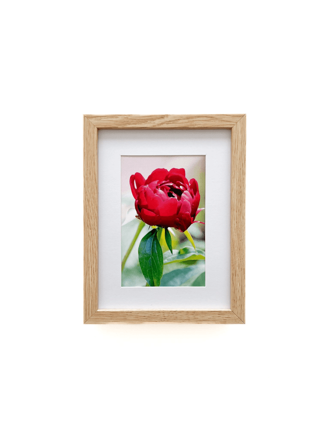 Carte postale photographie #10 Pivoine