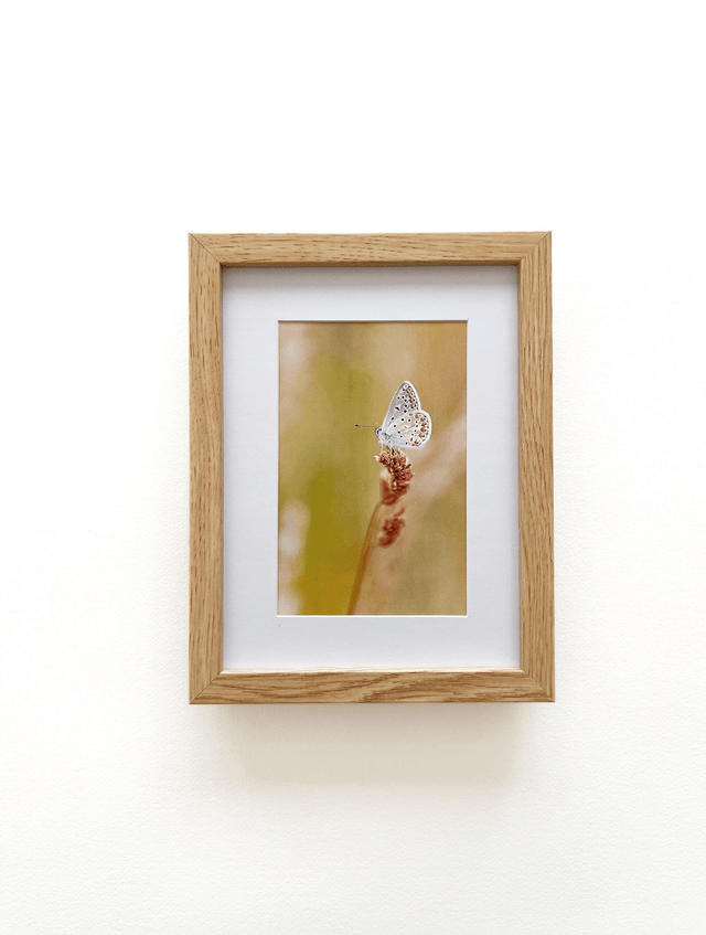Carte postale photographie #4 Papillon