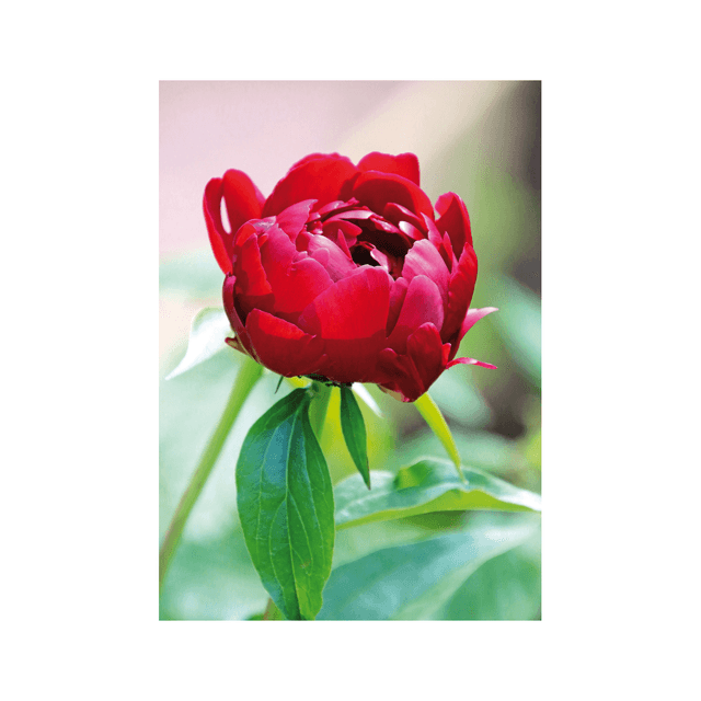 Carte postale photographie #10 Pivoine