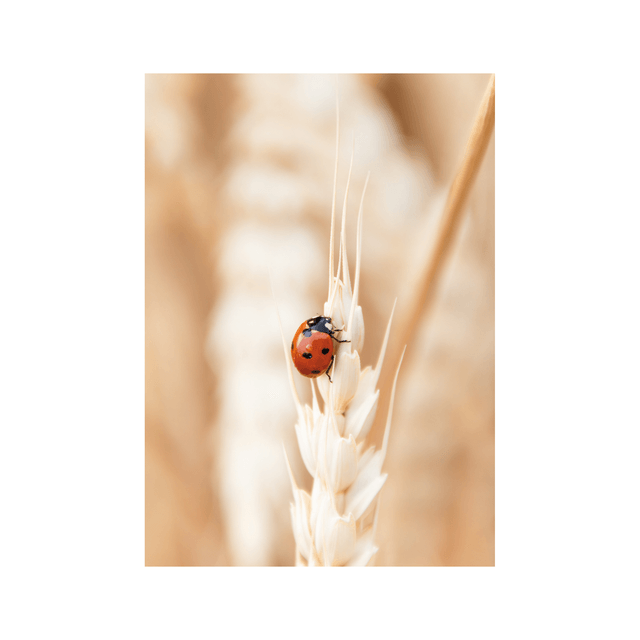 Carte postale photographie #1 Coccinelle