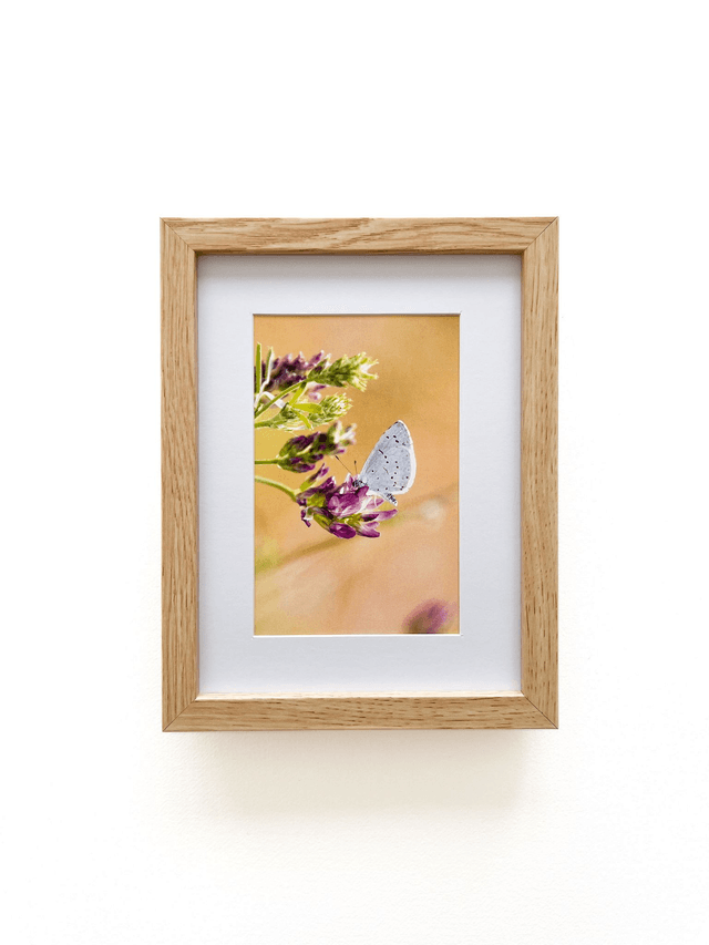 Carte postale photographie #8 Papillon