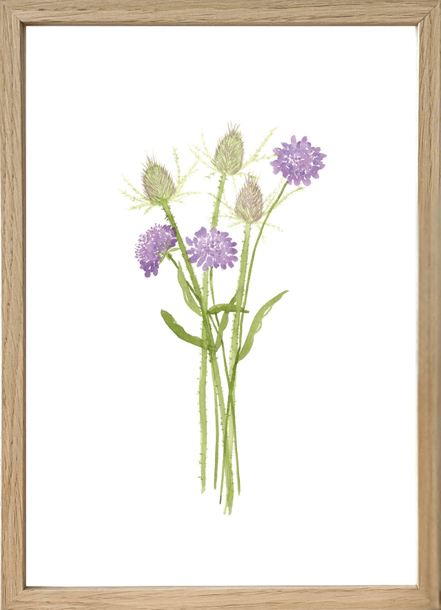 Affiche aquarelle A4 - SCABIEUSES & CARDÈRES