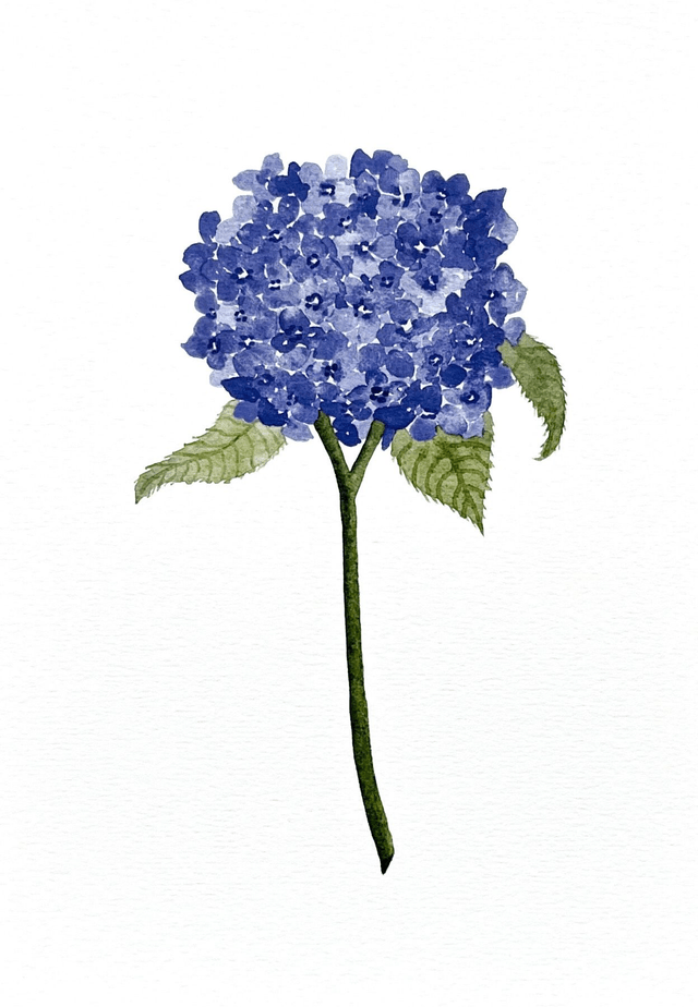 Affiche aquarelle A5 - Hortensia bleu 
