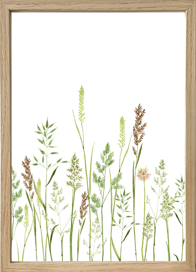 Affiche aquarelle A4 - GRAMINÉES