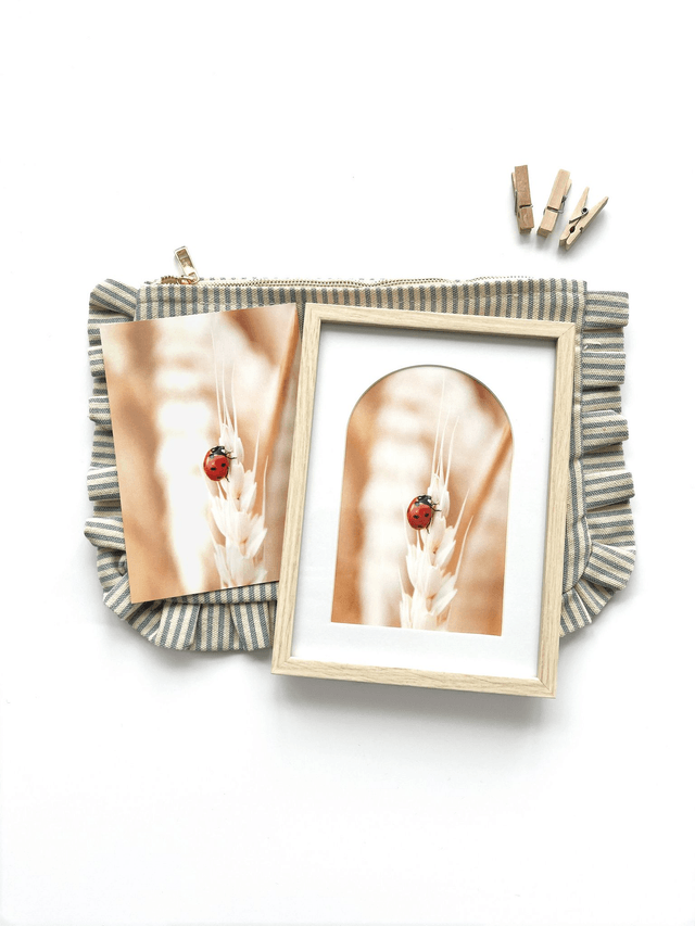 Carte postale photographie #1 Coccinelle