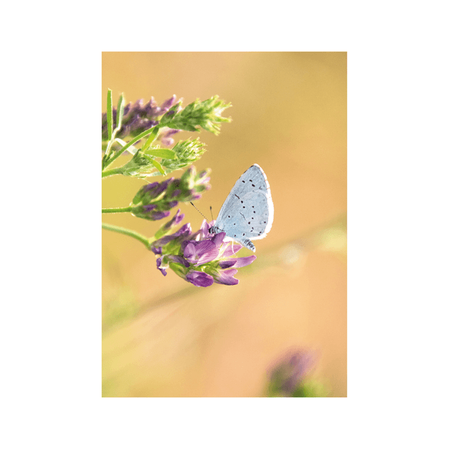 Carte postale photographie #8 Papillon
