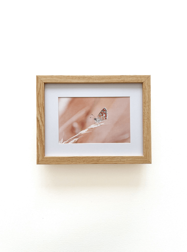 Carte postale photographie #6 Papillon