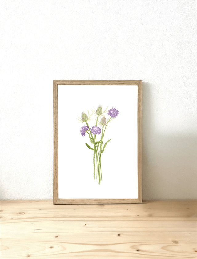 Affiche aquarelle A4 - SCABIEUSES & CARDÈRES