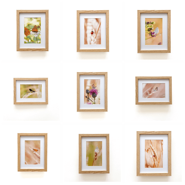 Carte postale photographie #3 Papillon