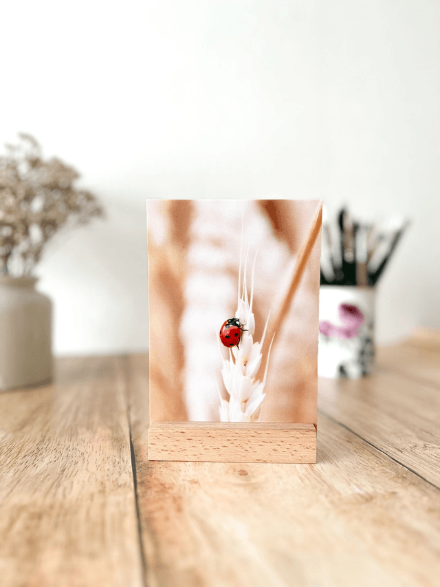 Porte photo/carte-postale en bois