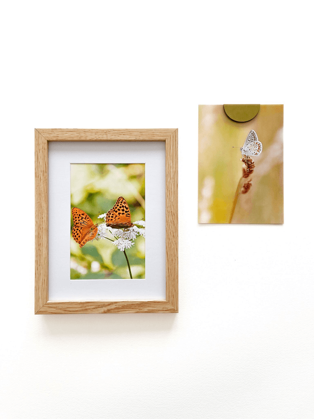 Carte postale photographie #9 Duo papillons