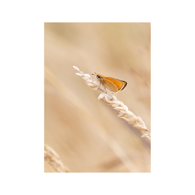 Carte postale photographie #3 Papillon