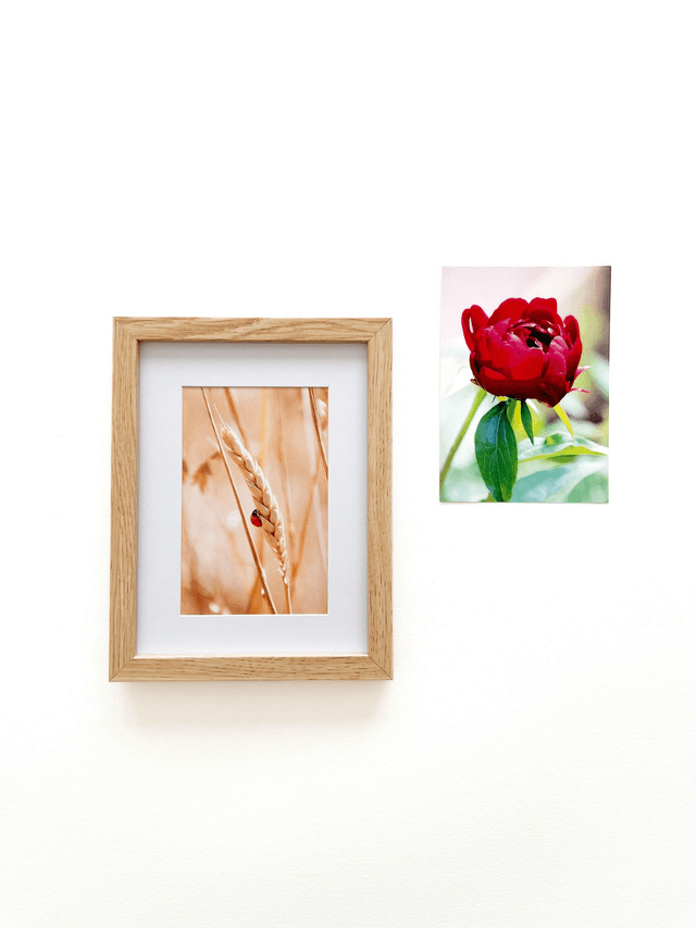 Carte postale photographie #2 Coccinelle