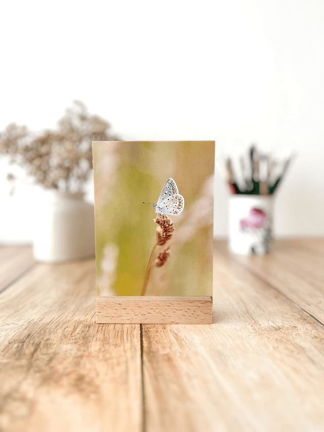 Carte postale photographie #4 Papillon