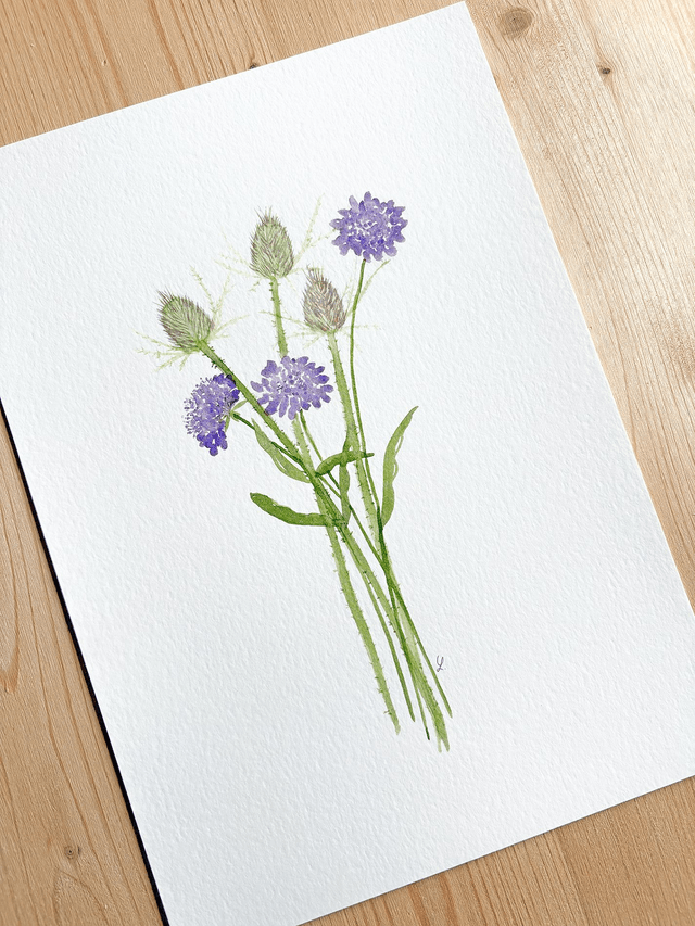 Affiche aquarelle A4 - SCABIEUSES & CARDÈRES