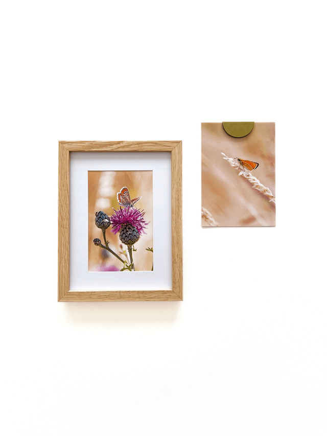 Carte postale photographie #5 Papillon
