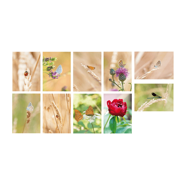Ensemble de 10 cartes postales "nature"