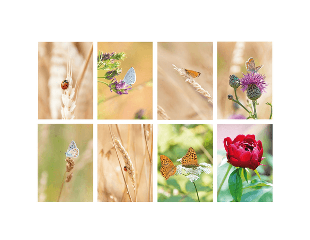 Carte postale photographie #9 Duo papillons