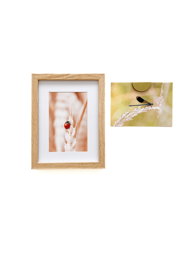 Carte postale photographie #1 Coccinelle
