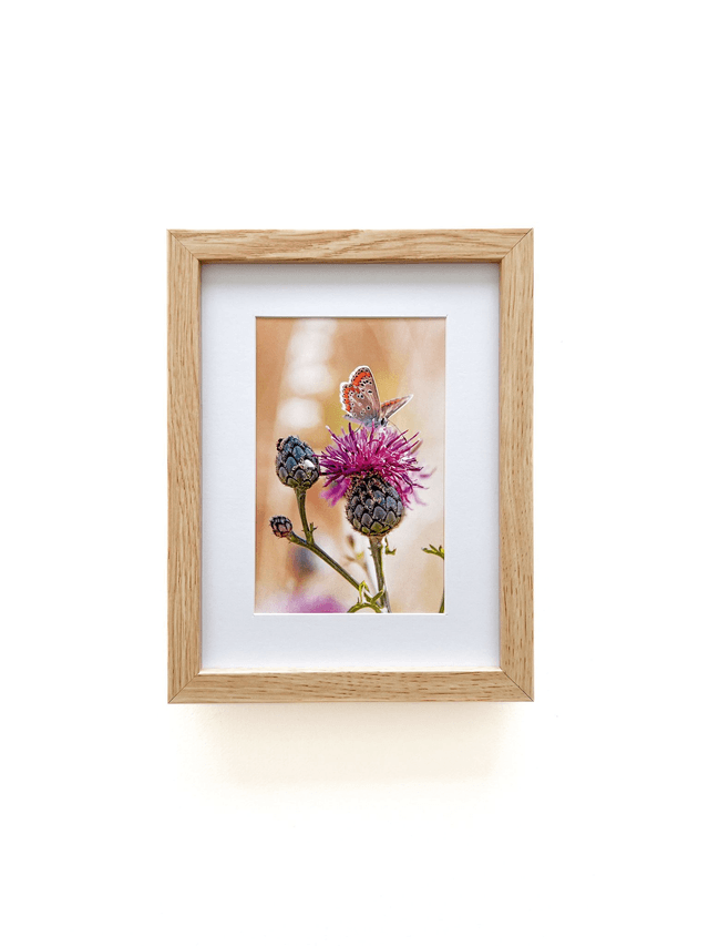Carte postale photographie #5 Papillon