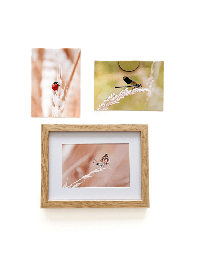 Carte postale photographie #6 Papillon