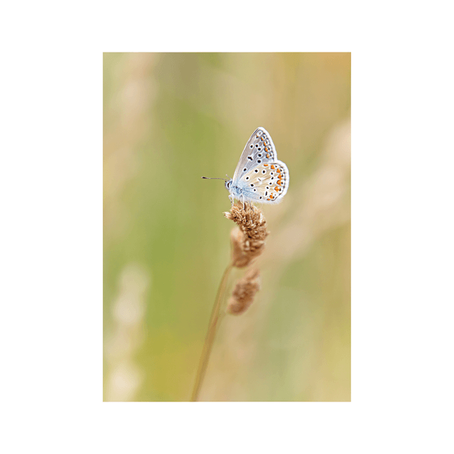 Carte postale photographie #4 Papillon