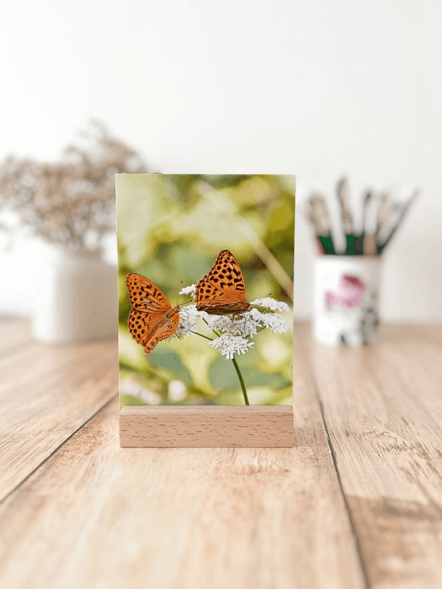 Carte postale photographie #9 Duo papillons