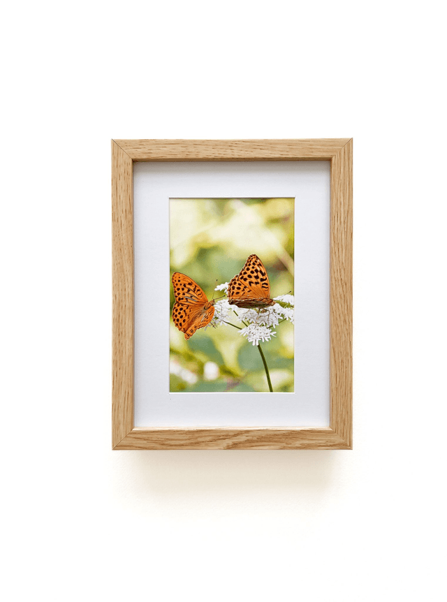 Carte postale photographie #9 Duo papillons