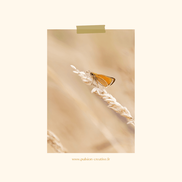 Carte postale photographie #3 Papillon