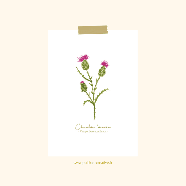 Carte postale aquarelle - Chardon lorrain