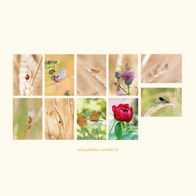 Ensemble de 10 cartes postales &quot;nature&quot;